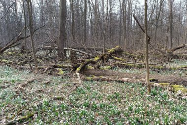 The forest in Litovelske pomoravi wakes up after winter. It's just a pity that the beautiful flowers of snowdrops and pales are prevented from creating beautiful places by a lot of clutter clipart