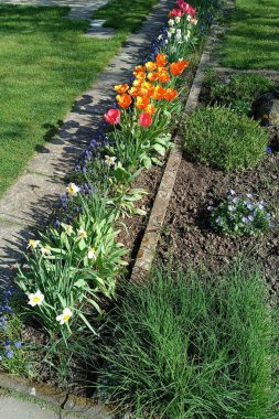 Bahçemizde bahar, bu yıl daha erken geldi.