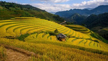 Pirinç tarlalarının güzel manzarası