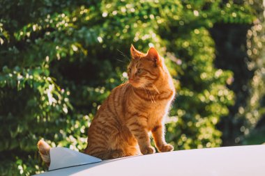 Otange Tekir kedi gün batımında arabanın tepesinde oturuyor..