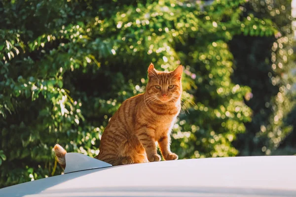 자동차 지붕에 받으며 바깥에 고양이 — 스톡 사진