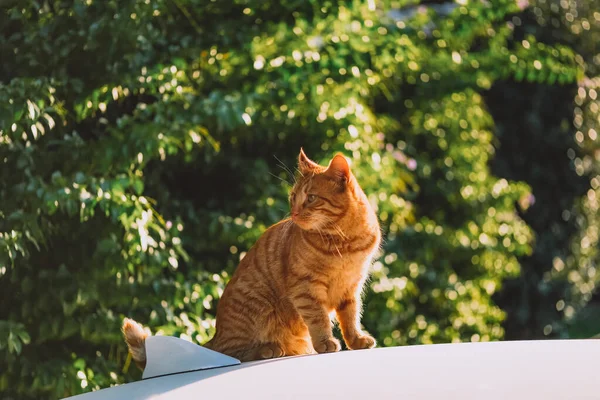 Otange Tabby Cat Сидить Надворі Під Час Заходу Сонця Даху — стокове фото