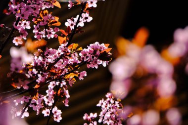 Güzel pembe bahar çiçeklerine yakın..