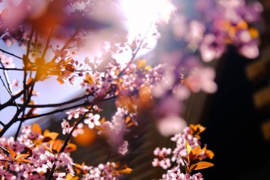 Güzel pembe bahar çiçeklerine yakın..