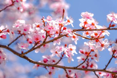 Güzel pembe bahar çiçeklerine yakın..