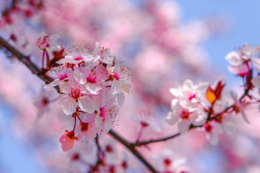 Güzel pembe bahar çiçeklerine yakın..