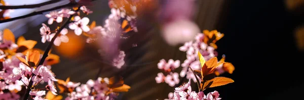 Закрыть Красивый Розовый Весенний Батон — стоковое фото