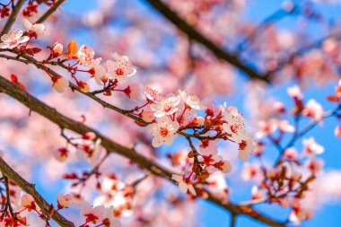 Güzel pembe bahar çiçeklerine yakın..
