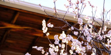 Güzel pembe bahar çiçeklerine yakın..