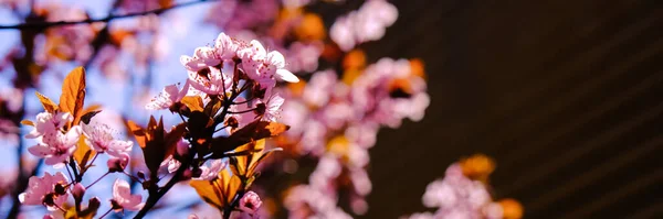Primer Plano Hermosa Flor Primavera Rosa —  Fotos de Stock