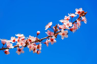 Close up of beautiful pink spring blossom. clipart