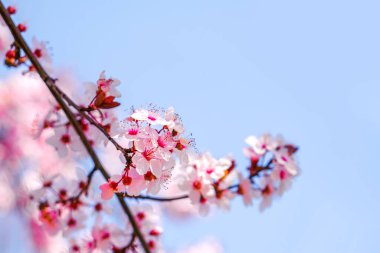 Güzel pembe bahar çiçeklerine yakın..
