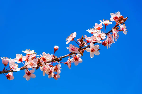 Крупним Планом Красиво Рожеве Весняне Цвітіння Стокове Фото