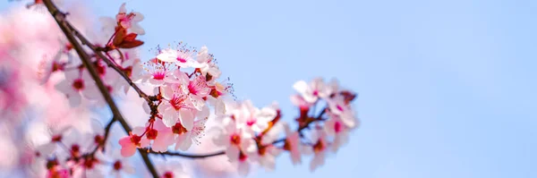Close Beautiful Pink Spring Blossom Stock Photo
