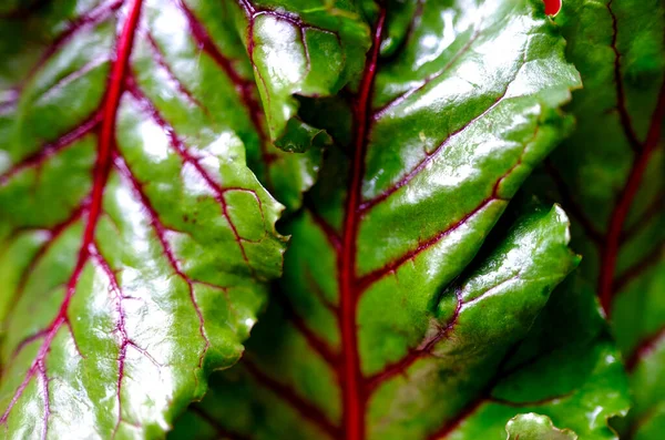 Fresh Raw Beet Greens Ready Cooking Healthy Eating Leafy Greens — Stock Photo, Image