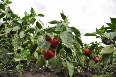 Bahçedeki tatlı biber çalısı. Biber hasadı
