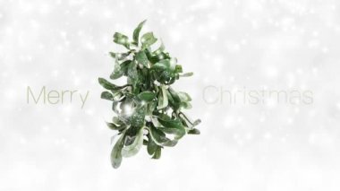 Mutlu Noeller metni ve beyaz böğürtlenli yeşil ökseotu. Kar arkaplanına izole edilmiş beyaz Noel konsept şablonu. Hediye kartı ya da reklam afişi için.