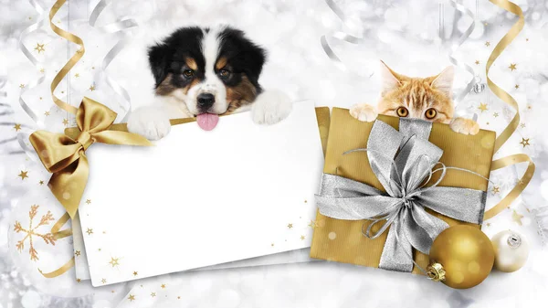 Tienda Mascotas Tarjeta Regalo Navidad Con Cachorros Jengibre Gato Perro — Foto de Stock