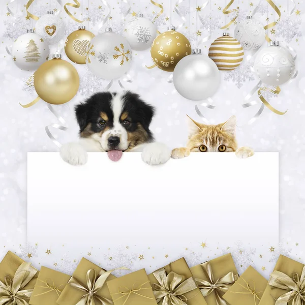 Tienda Mascotas Tarjeta Felicitación Regalo Navidad Con Gato Perro Jengibre — Foto de Stock