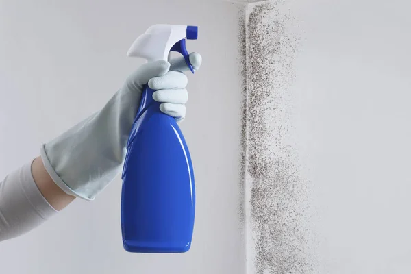 Hand with glove and spray bottle isolated on wall with mold. Eliminate Mold with Specialized Anti-Mold Products. Search cleaning company support. Shopping cleaning products or Housekeeping concept.