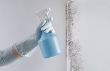 Eldivenli ve duvarda küfle izole edilmiş sprey şişeli. Küf Karşıtı Özel Ürünler ile Küfü Ekle. Arama temizlik şirketi desteği. Alışveriş temizlik ürünleri veya temizlik konsepti.