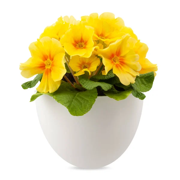 春天的黄花盛开在花盆里 前景闭锁在白色背景上 路径分明 — 图库照片