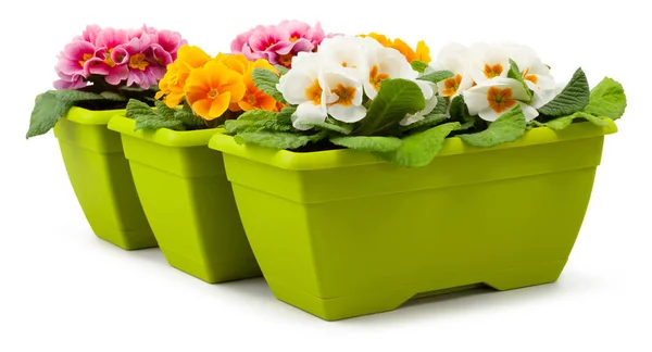 Spring Time Blossom Yellow Pink Colorful Primroses Flowers Green Pots — Stock Photo, Image