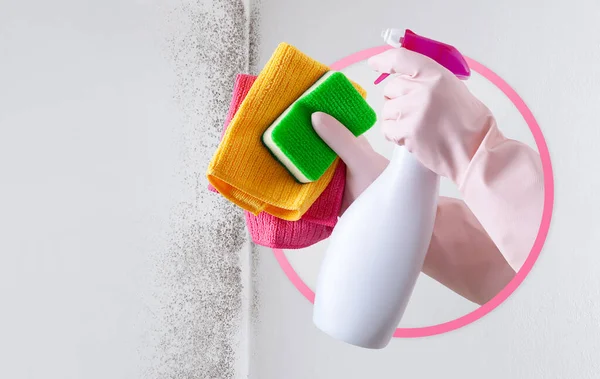 Hands with gloves, rags and spray bottle, icon isolated on wall with mold. Eliminate Mold with Anti-Mold Products. Contacts housekeeping company. Advertising, Shopping and e commerce banner template