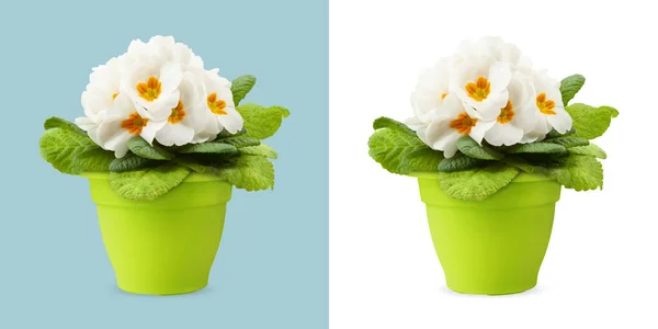 Bahar Zamanı Yeşil Saksıda Beyaz Primrose Çiçekleri Beyaz Açık Mavi — Stok fotoğraf