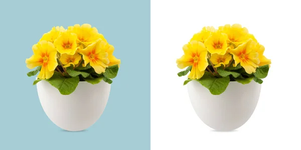 Primavera Flor Flores Primroses Amarillas Maceta Vista Frontal Cerca Aislado —  Fotos de Stock