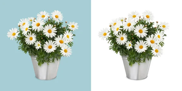 デイジー金属ヴィンテージバケツに植物を開花させます 白い背景に隔離されたデイジーポットのフロントビュー 花のギフトコンセプトまたは花屋ショップ — ストック写真