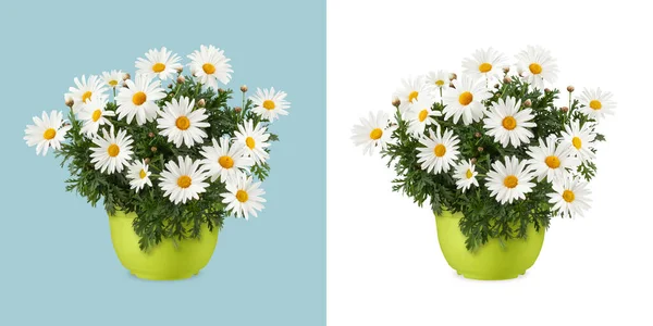 雏菊盛开在一个绿色的塑料壶里 在白色背景上隔离的雏菊壶的前视图 园艺和花卉礼品店概念或花店 — 图库照片