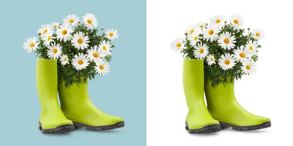 菊花盛开 穿着绿色橡胶靴 前视图孤立在白色和浅蓝色的背景上 春天及园艺概念或花店及花园工程 — 图库照片