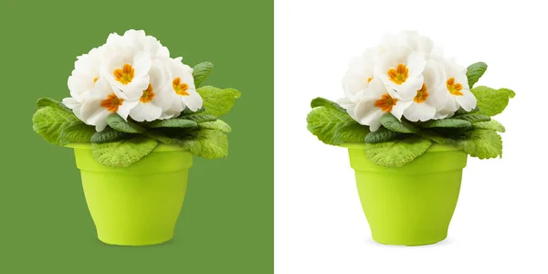 Bahar Zamanı Yeşil Saksıda Beyaz Primrose Çiçekleri Beyaz Yeşil Arka — Stok fotoğraf