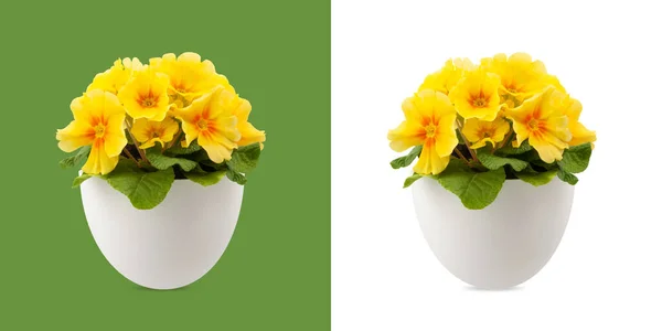 Flor Primaveral Flores Primroses Amarillas Maceta Vista Frontal Cerca Aislada —  Fotos de Stock