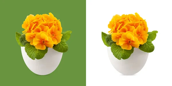 Bahar Zamanı Portakal Çiçekleri Saksıda Manzara Kapalı Beyaz Yeşil Arka — Stok fotoğraf