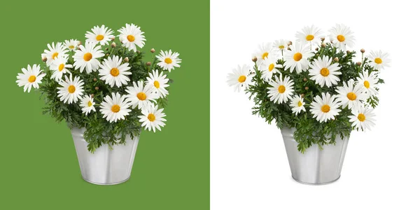 デイジー金属ヴィンテージバケツに植物を開花させます 白と緑の背景に隔離されたデイジーポットのフロントビュー 花のギフトコンセプトまたは花屋ショップ — ストック写真