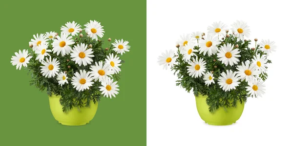 Yeşil Plastik Bir Saksıda Çiçek Açan Papatyalar Beyaz Yeşil Arka — Stok fotoğraf