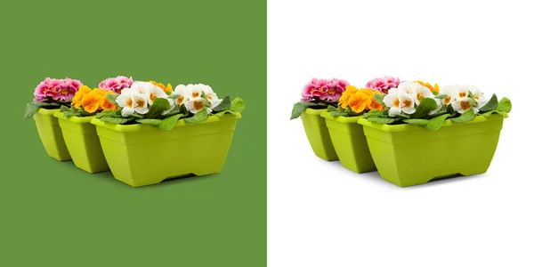 Flowered Primroses Plants Plastic Green Pots Flowers Front View Isolated — Stock Photo, Image