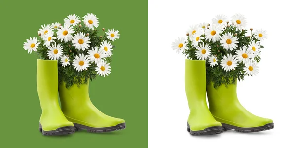菊花盛开 穿着绿色橡胶靴 前面的景色在白色和绿色的背景上是孤立的 春天及园艺概念或花店及家居花园工程 — 图库照片