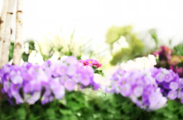 花花园背景 紫罗兰和紫色报春花盛开 家庭花园花卉护理 在温室和花店销售花卉 带有复制空间的园艺广告横幅 — 图库照片