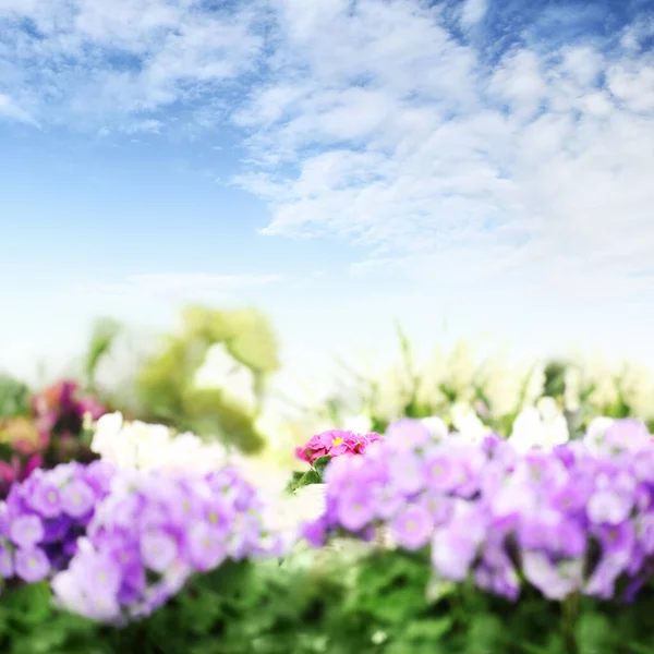 Flower garden background with blue sky. Violets blooming Springtime. Home garden flower care. Sale of flowers in greenhouse and florist shop. Advertising banner with copy space for gardening