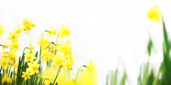 Flower garden background. Daffodils blooming. Home garden flower care. Sale of flowers in greenhouse and florist shop. Advertising banner with copy space for gardening