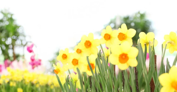 Fondo Jardín Flores Narcisos Floreciendo Inicio Cuidado Flores Jardín Venta —  Fotos de Stock