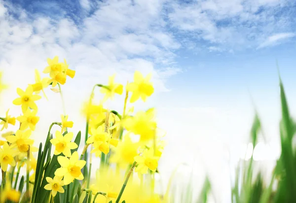 Fondo Jardín Flores Con Cielo Azul Narcisos Floreciendo Inicio Cuidado —  Fotos de Stock