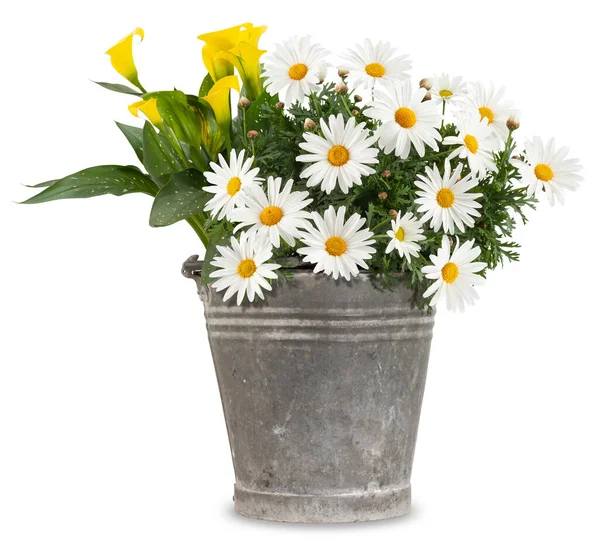 Stokrotki Kwitnące Roślin Metalowym Wiadrze Vintage Wiosna Ogrodnictwo Kwiaty Pomysł — Zdjęcie stockowe