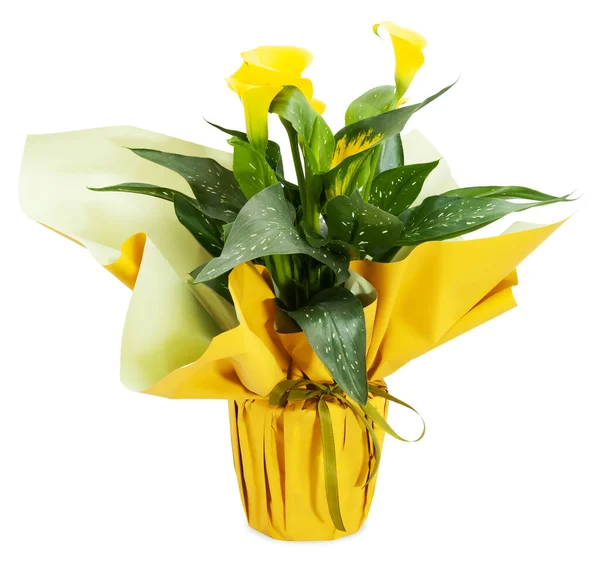 Dárek Kytky Ozdobná Květinová Rostlina Obalená Zlatým Papírem Zelenou Mašlí — Stock fotografie