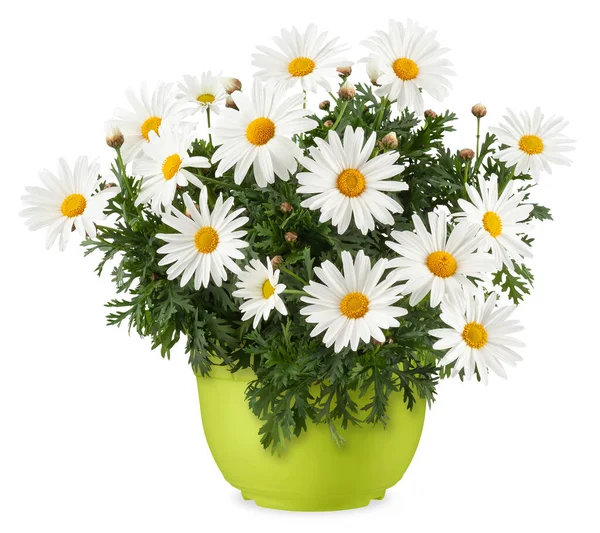 Sedmikrásky Kvetoucí Rostlina Zeleném Plastovém Květináči Pohled Zepředu Květinu Sedmikrásky — Stock fotografie
