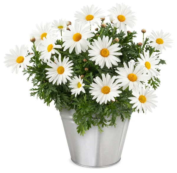 デイジー金属ヴィンテージバケツに植物を開花させます クリッピングパスを持つ白い背景に隔離されたデイジーの花のフロントビュー 園芸や花のギフトアイコン 花屋ショップやオンラインショッピング — ストック写真