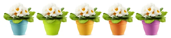 Květiny Kvetoucích Prvočísel Barevných Květináčích Složení Bílých Květů Jaro Zahradnictví — Stock fotografie